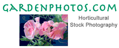 Flower Stock Photos | Garden Photos . com