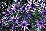 Eryngium amethystinum