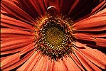 Transvaal Daisy/Gerbera