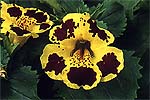 Mimulus Monkey Flower 'Viva'