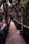 Huntington Wisteria arbor, California