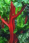 Swiss Chard rhubarb