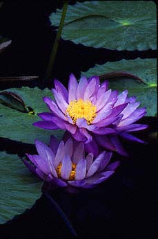 Australian Waterlily (Nymphaea gigantea) tropical water lily